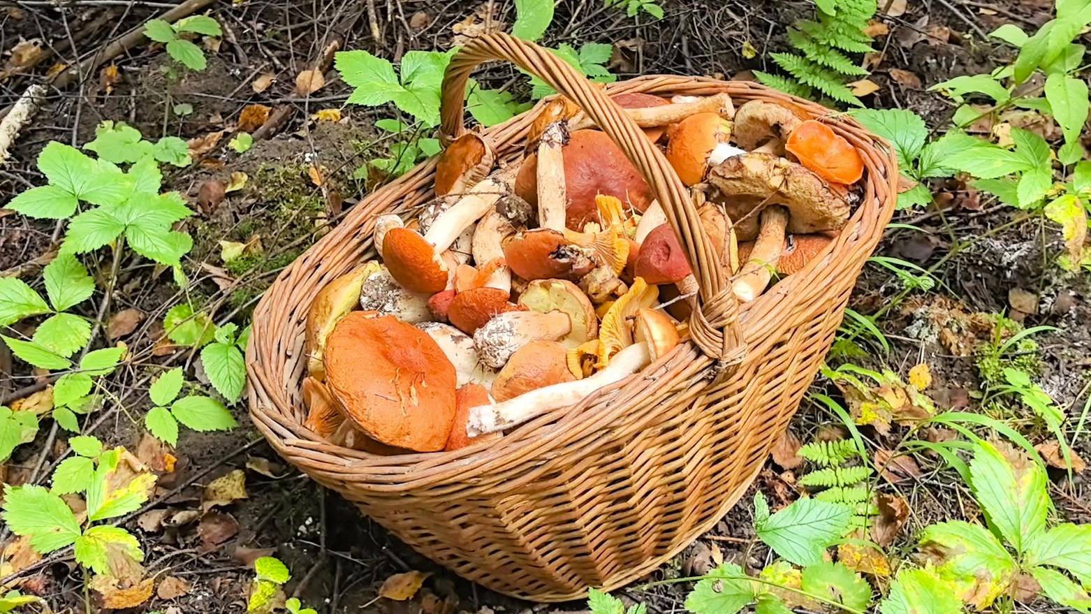 Две полных корзины   за два часа !