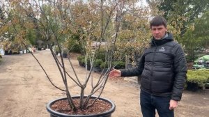 Ирга Ламарка- самый популярный кустарник для оформлен