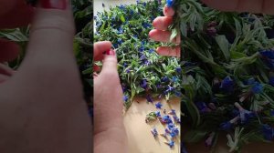 МЕДУНИЦА  ЛЕКАРСТВЕННАЯ.  СБОР,  СВОЙСТВА, ЗАГОТОВКА.  #?