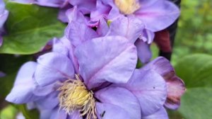 Клематисы в моем саду с названиями. Северо-Запад.