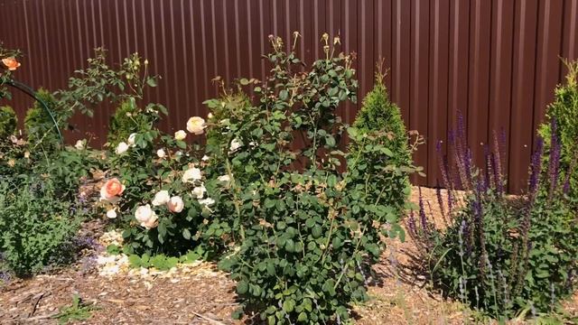 Розы Остина. Как цветут первогодки? смотреть онлайн