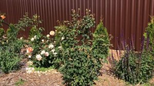 Розы Остина. Как цветут первогодки?