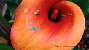 Калла обыкновенная Кэптин Фуэго (captain fuego) 🌿 обзор: как