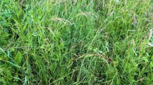 Аккумуляторный триммер Feng bao, триммер для одуванчиков.