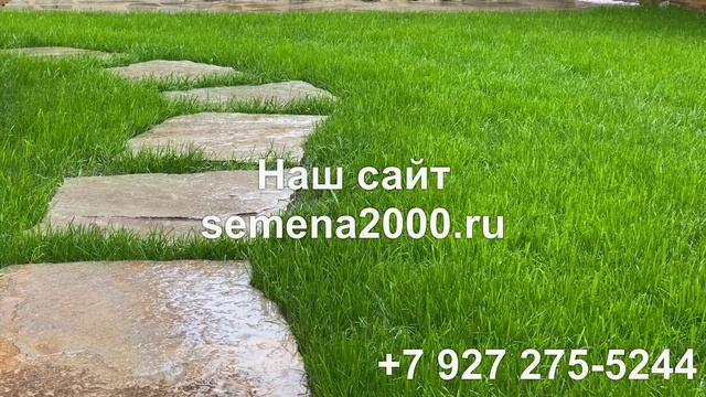 Семена газона для озеленения дорог и обочин