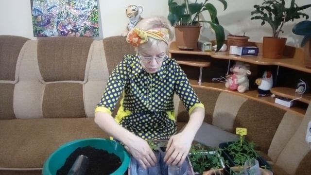 Рассада в пеленках. Удобный метод.Посеем Пожуем