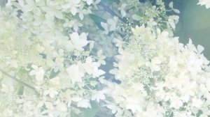 Гортензия метельчатая Дентель де Горрон (Dentelle de Gorron)