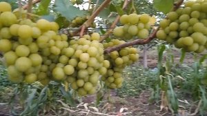 Виноград Прима Украины