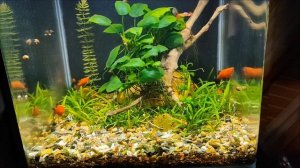 Анубиас в аквариуме "Nano". Как бороться с "Черной бородо?