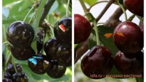 Черешня плодовая Ленинградская черная-Ревна 🌿 обзор:
