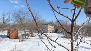 Обрезка яблони Флорина 11 марта 2024