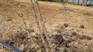 Делаем обрезку гранат. Удаляем поросль.