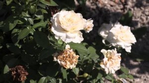 Роза Прайд энд Преджудис, Питомник роз Полины Козлово?