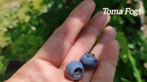 Самый урожайный и вкусный сорт голубики Блюкроп(Bluecrop).