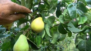 Высококачественный промышленный сорт - груша САНТА МА