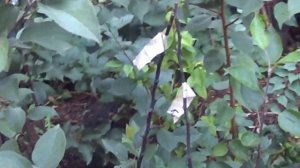 яблоня кандиль  синап и бельфер  башкирский  в  сибири