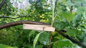 Как использовать корневую поросль для сохранения сад?