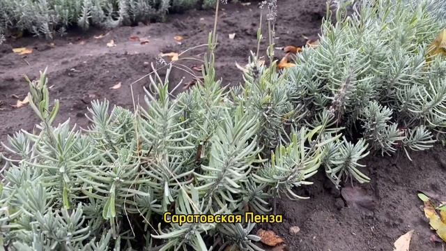 ЛАВАНДА : платинум блонд / лавандин / хидкот/ розея / мин смотреть онлайн
