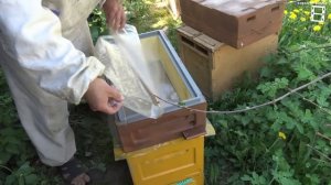 ВЫВОД ПЧЕЛИНЫХ МАТОК БЕЗ ПЕРЕНОСА ОТ «А» ДО «Я» ДЛЯ ЛЮБИ?