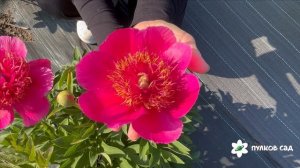 Anemoniflora peony . Анемонифлора пион. Пулков сад (2025 г.)