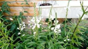 Физостегия