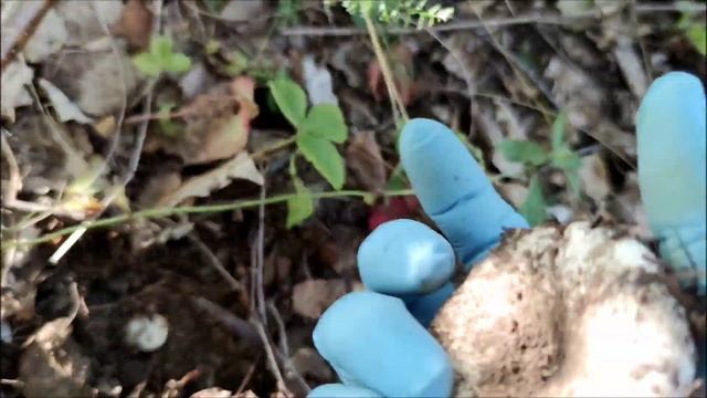 Как легко найти грузди в лесу#грибы#грузди#сухойгрузд? смотреть онлайн