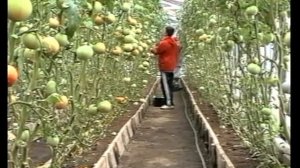 Выращивание томатов. Метод Миттлайдера. Технология из