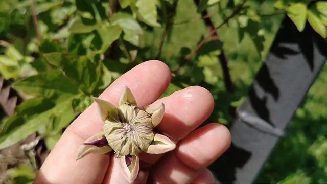 Клематис 'Тайга' - от бутона до цветка, все стадии. 2025