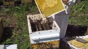 Пасека Скупновых. Искусственное роение.