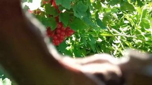 Смородина сорт Святомихайловская