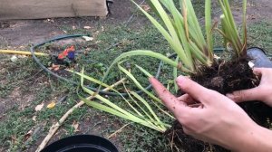 Озеленение пруда и прибрежной зоны🌿Ирис болотный| Ка