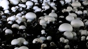 Как выращивают ГРИБЫ В ТЕПЛИЦАХ || расскажу @ЗАПАРУМИН?