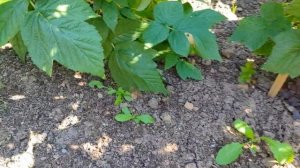 Как и на каком расстоянии высаживать саженцы малины. К