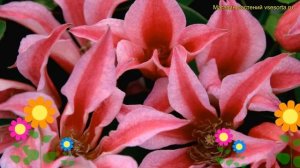 Клематис гибридный Дачесс оф Албани. Краткий обзор, оп