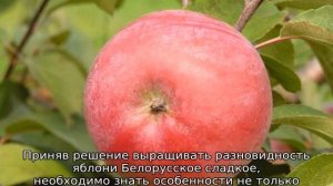 Яблоня Белорусское сладкое