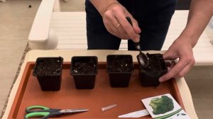 Посев капусты брокколи на рассаду!