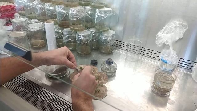 Черенкование растений in vitro смотреть онлайн