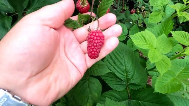 Гусар сорт малины - 11:07:2025г. смотреть онлайн