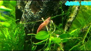 Аквариумные креветки ВИШНИ | Содержание, уход, размнож