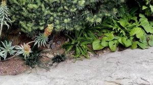 Выставка Цветов В Челси 2025 (Часть 2) - Chelsea Flower Show 2025 (Part 2)