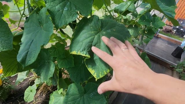 Огірки знову зелені — перевірений спосіб за 10 днів! смотреть онлайн