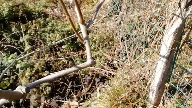 Обрезка киви смотреть онлайн