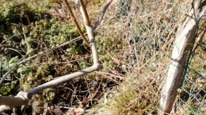 Обрезка киви