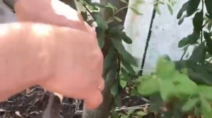 Укоренение ветки яблони ПРЯМО НА ДЕРЕВЕ!! Смотрим удач