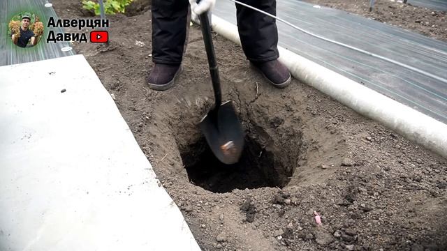 Как правильно посадить саженцы винограда? смотреть онлайн