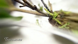 Появление нимф богомолов - Как появляются богомолы Manti