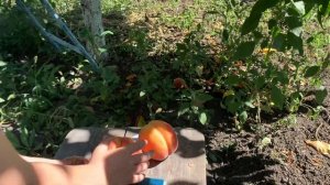 Персик Флеминг Фьюри 23 сбор урожая в Воронежской обла?