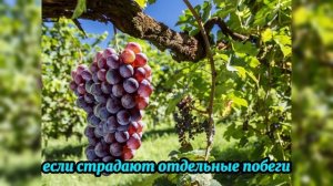Почему сохнут листья и ягоды винограда в августе — ре?