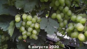Сорт винограда "Арни" - сезон 2020 # Grape variety "Arni" - season 2020