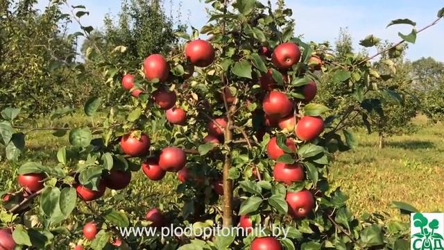 Яблоня сорт Белорусское сладкое смотреть онлайн
